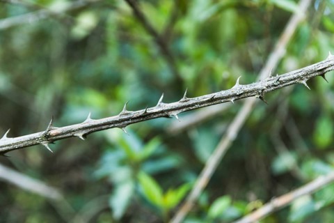Close up bush thorns