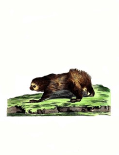 Mammals
