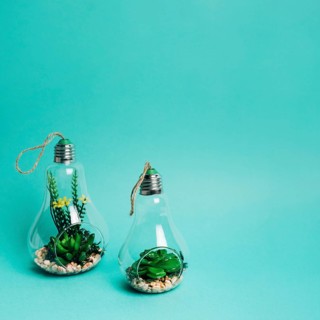 Close up mini set succulents arrangement light bulb