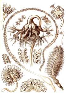Pennatulida