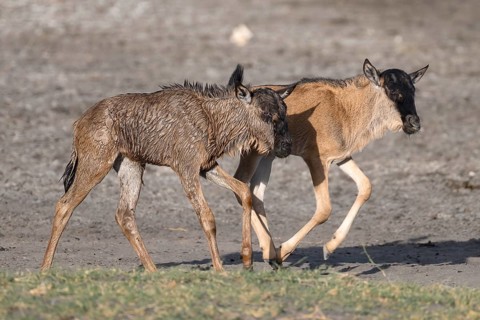 Wildebeest
