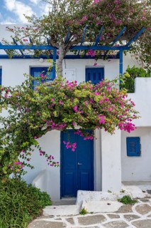 White Cycladic houses with pink bougainvillea