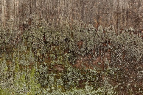 Aged wood with surface moss