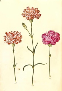 Clove pink