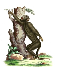 Mammals