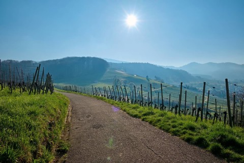 Vineyard path