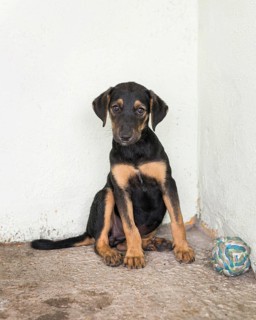 Cute rescue dog shelter waiting fostered