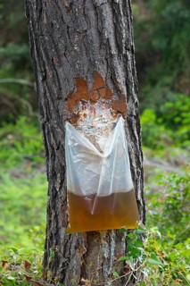 Extraction of resin