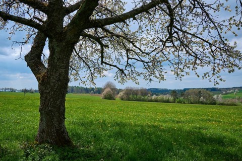 Meadow Landscape