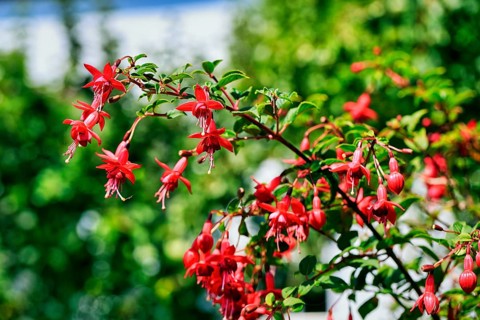 Lamprocapnos