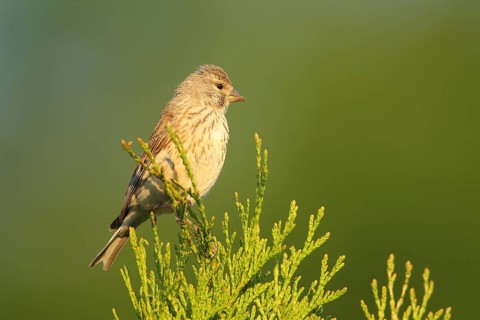 Linnet
