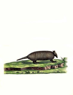 Mammals