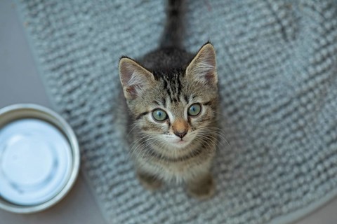 Nine-week-old tabby kitten looks into camera