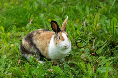 Dutch rabbit sitting in the grass