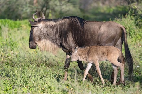 Wildebeest