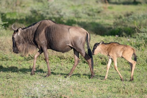 Wildebeest