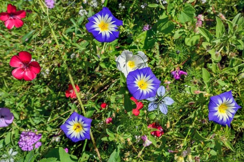 Summer meadow