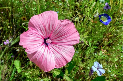 Summer meadow with annual mallow