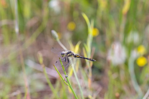 Black darter