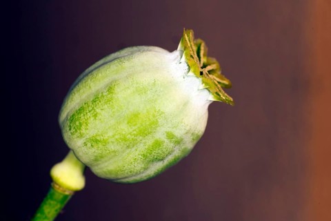 Capsule of the opium poppy