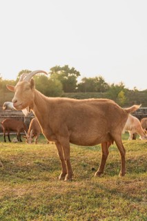 Goat standing farm looking away
