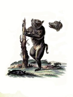Mammals