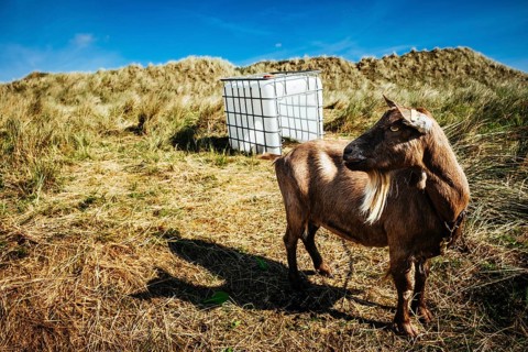 Chained goat in the dunes of Terschelling