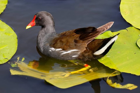 Common moorhen