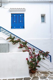White Cycladic houses with bougainvillea
