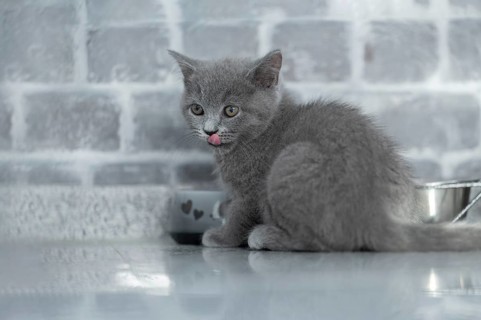 British Shorthair male