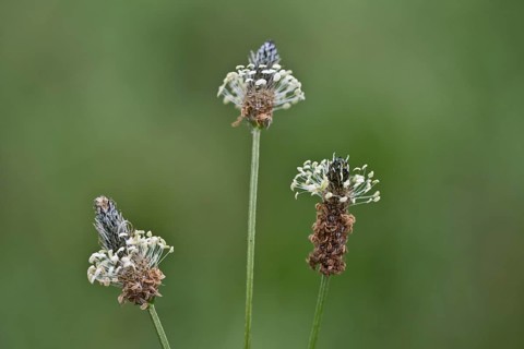 Ribwort plantain