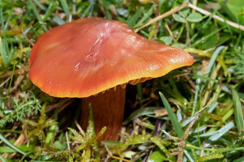 Cherry red sapling Fruiting body with cherry red cap and stalk in green grass