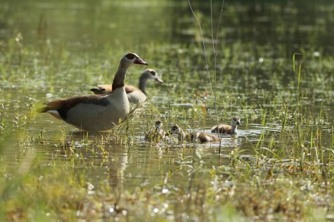 Egyptian goose