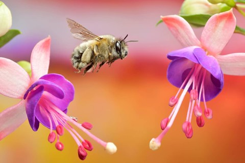 Spring furry bee