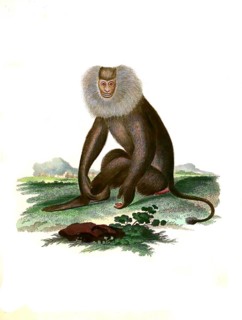 Mammals