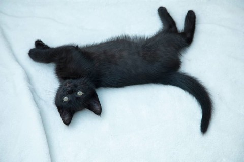 Nine-week-old black kitten lying on floor