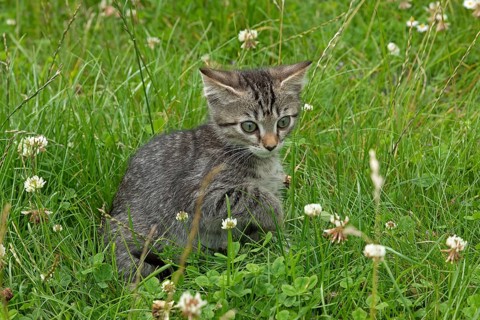 Nine-week-old tabby kitten sitting in grass