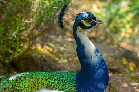 Portrait of the peacock