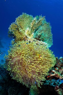 Magnificent sea anemone