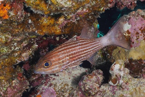 Largetoothed cardinalfish