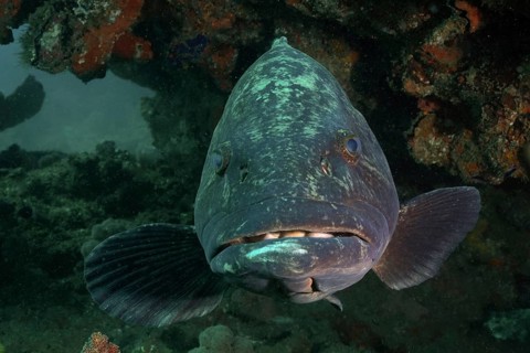 Portrait of potato grouper