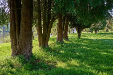 Meadow