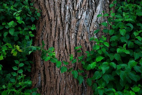 Tree trunk of an old lime tree