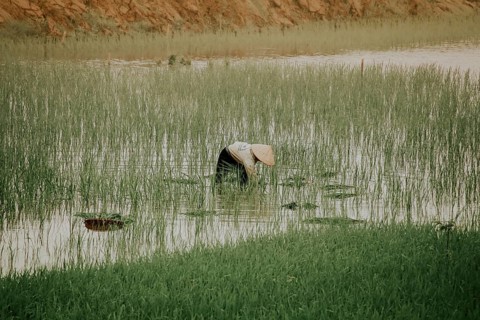 Vietnamese farmer planting rice seedlings in the paddy