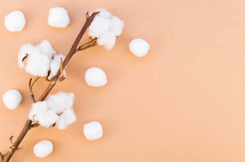 Top view frame with cotton flower branch