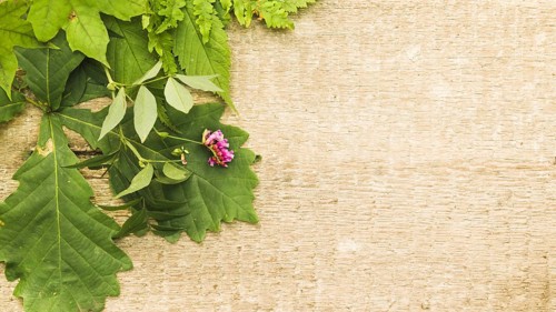 Green composition with leaves wood
