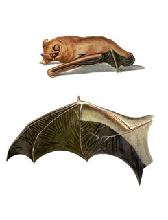 Mammals