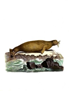 Mammals