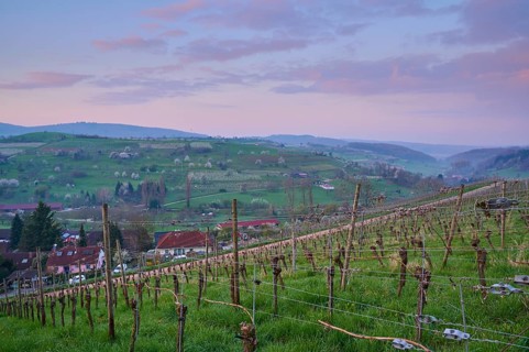 Vineyards