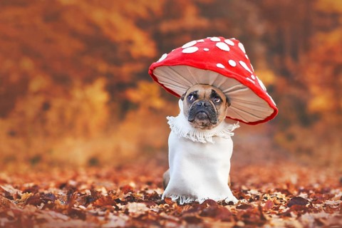 Funny French Bulldog dog in unique fly agaric mushroom costume standing in orange autumn forest with copy space